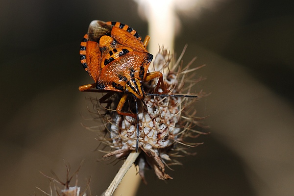 Caprocoris sp.  ??